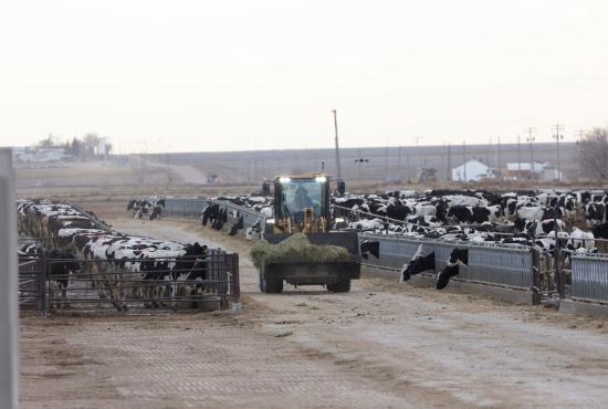 Cat® 926 Small Wheel Loader