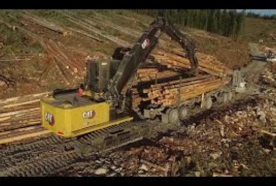 FM568 GF/FM568 LL | Peterson Cat